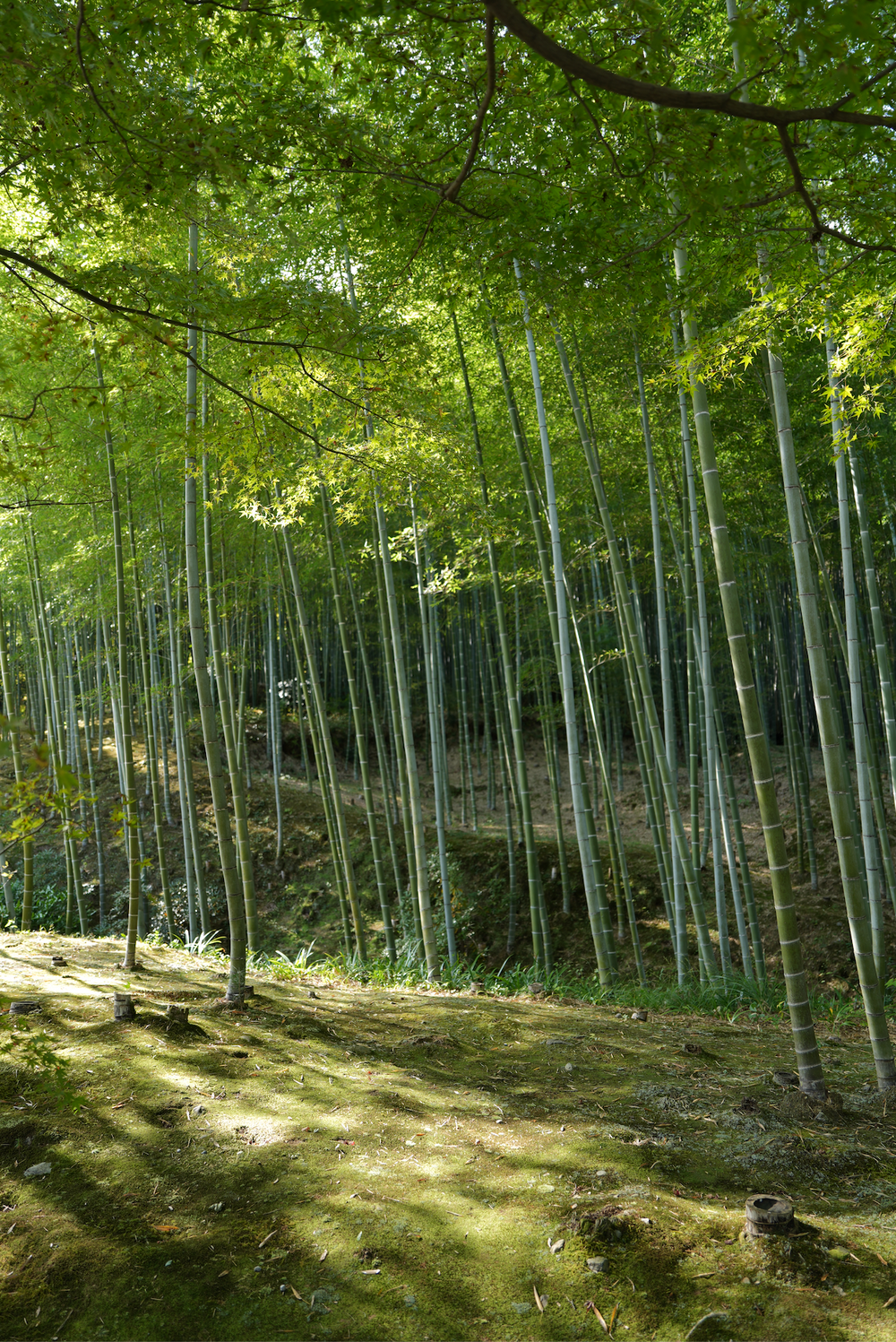 Forest Bathing